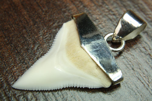Shark Hai Zahn Fossiler Haizahn Haifischzahn Anhänger mit Echt Silber 925/ Öse 